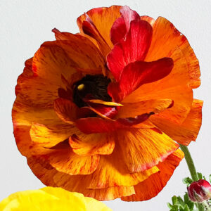 Ranunculus Asiaticus 'Aviv Picotee Café'.