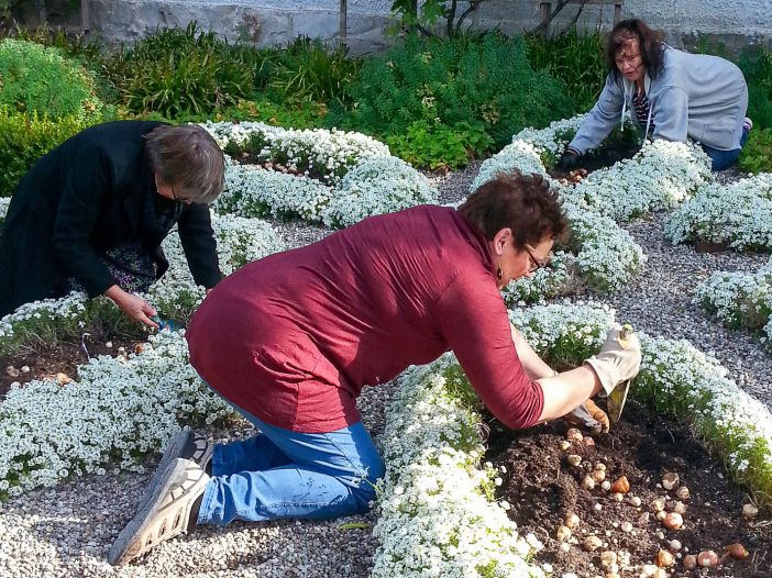 Plantering av tulpaner på Österlens Museum i Simrishamn.