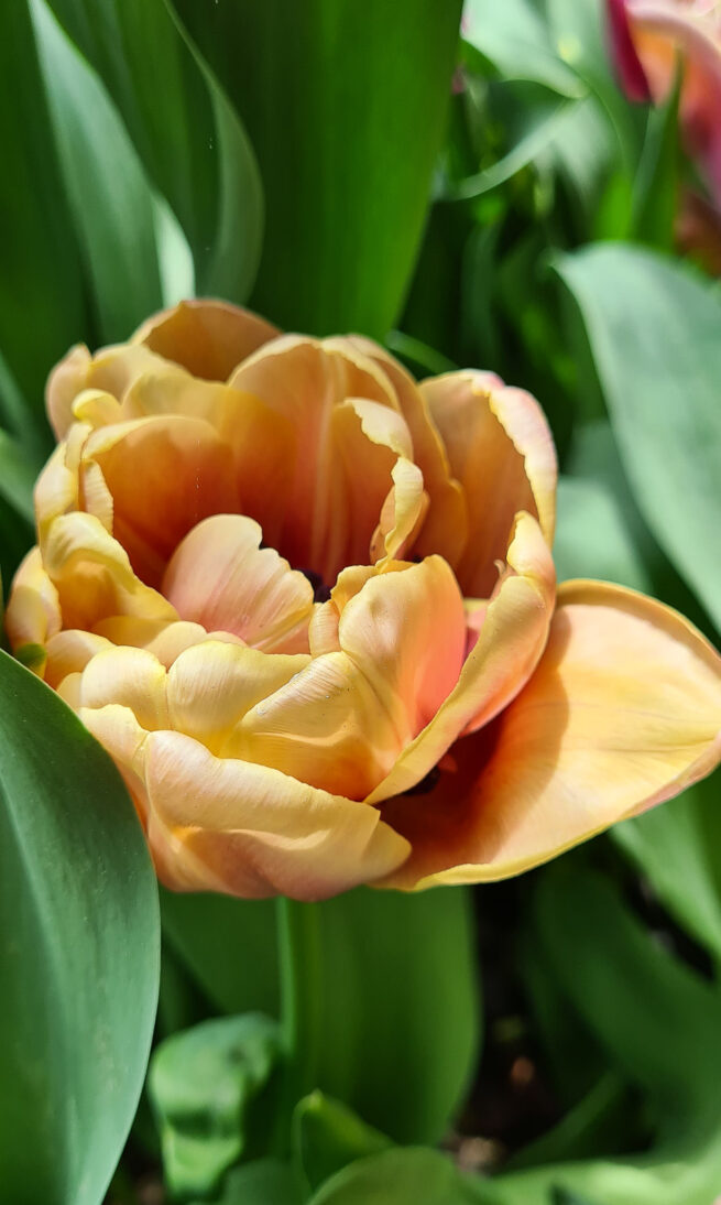 'Tulipa Creme Upstar'