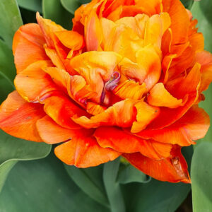 'Tulipa Queensday'