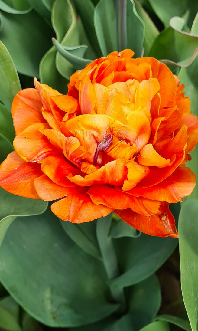 'Tulipa Queensday'
