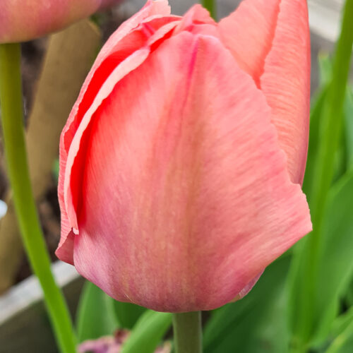 'Tulipa Salmon Van Eijk'