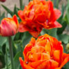 'Tulipa Sunlover'