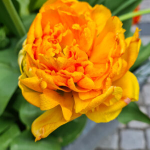 ’Tulipa Sunlover’