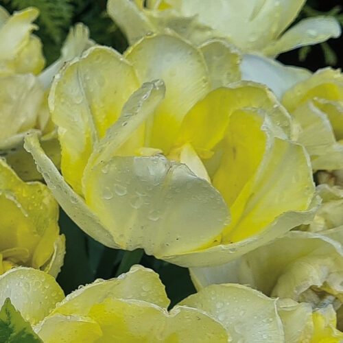 'Tulipa Verona'