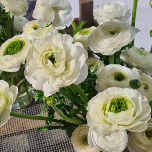 Ranunculus Elegance ’Crema’