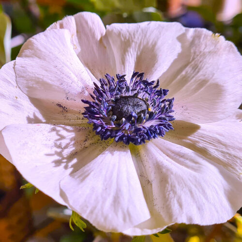 Anemonen Rarity