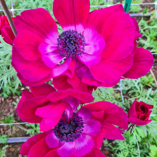 Anemonen ’Magenta’