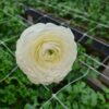 Ranunculus Elegance ’Crema’ - Bild 2