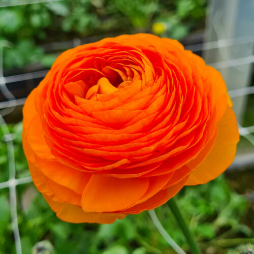 Ranunculus asiaticus ’Clementine’
