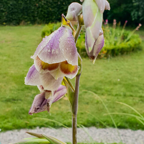 Gladiolus papilio