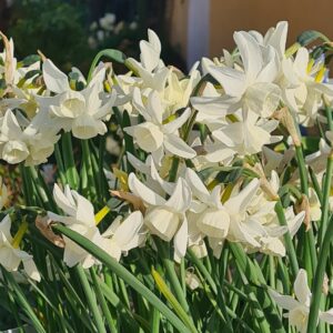 Narcissus ’Sailboat’