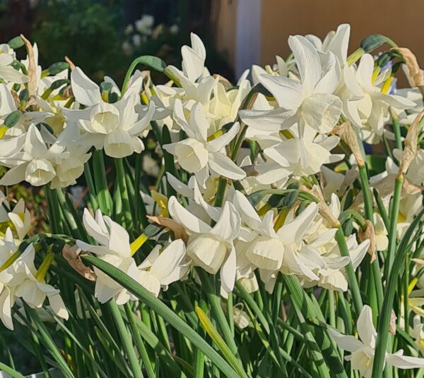 Narcissus ’Sailboat’