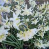 Narcissus ’Sailboat’ - Bild 2