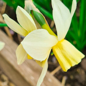 Narcissus Sailboat.