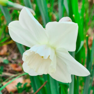 Narcissus Tresamble.