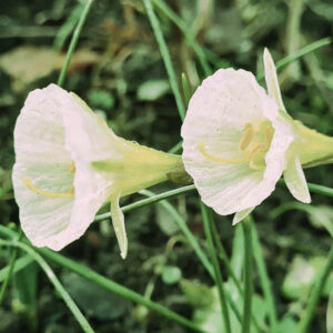 Narcissus bulbocodium ’White Petticoat’.