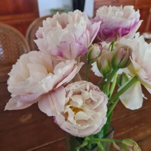 Tulpanen ’Double Surprice’