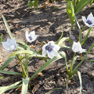 Violtulpanen Tulipa humilis ’Alba Coerulea Oculata’