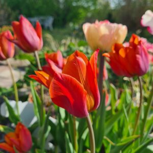 Tulipa 'Request'
