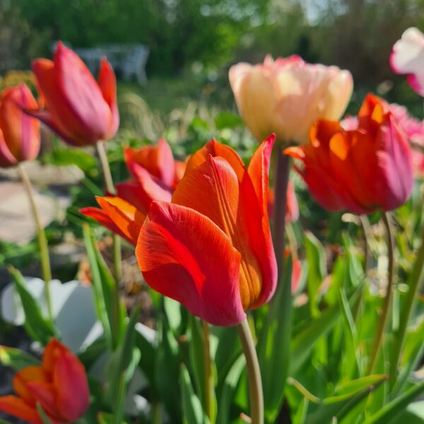 Tulipa 'Request'