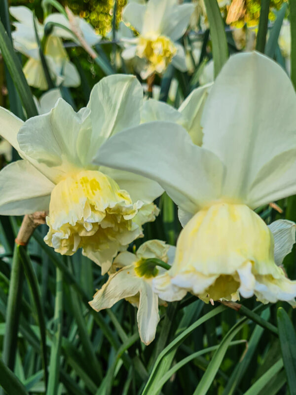 Narcissus ’White Marvel’