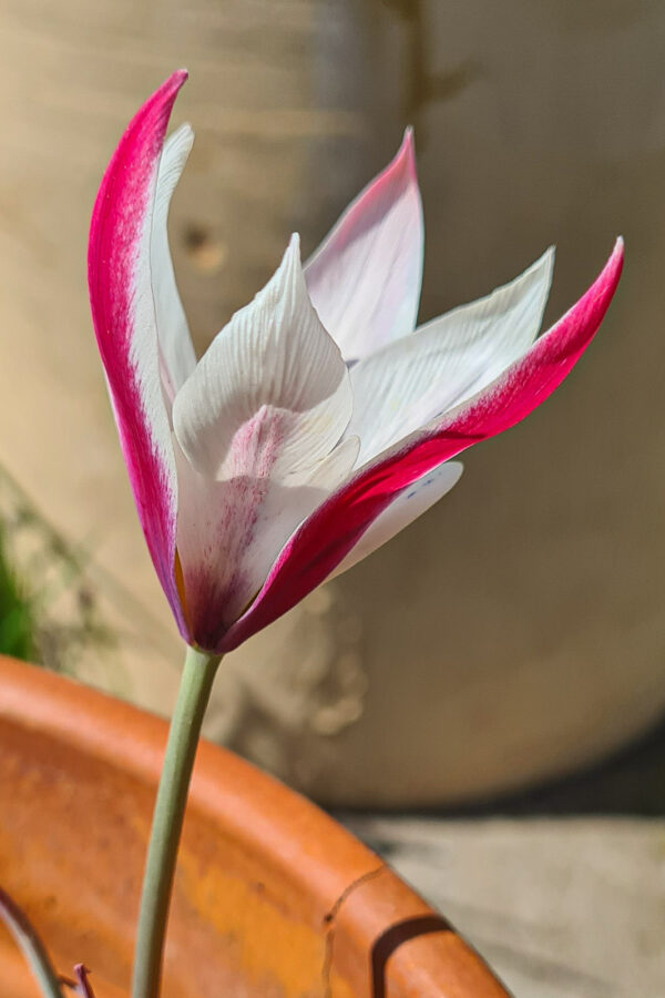 Tulipa clusiana ’Pepermint stick’