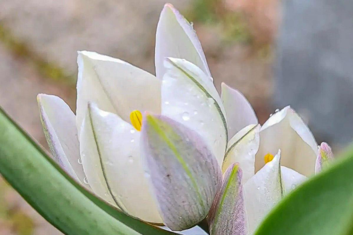 Tulipa polychroma
