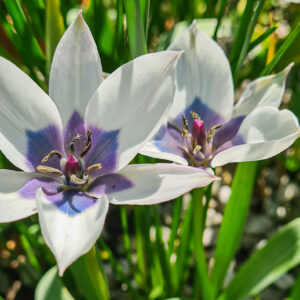 Violtulpanen Tulipa humilis ’Alba Coerulea Oculata’