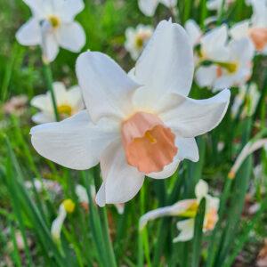 Narcissus ’Doll Baby’