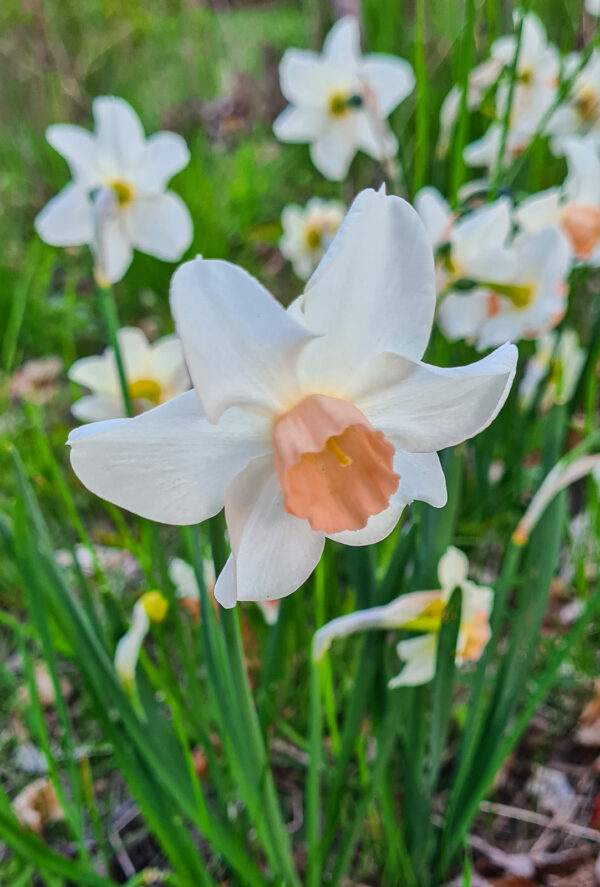 Narcissus ’Doll Baby’