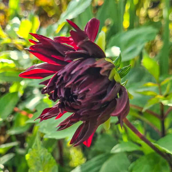 Dahlia 'Chat Noir