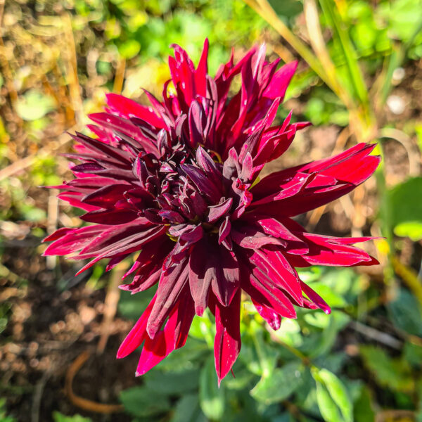 Dahlia 'Rippel'